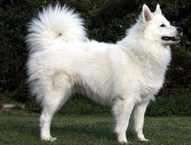 Die Vielfalt der Spitz-Familie: Von Großspitz bis Volpino Italiano