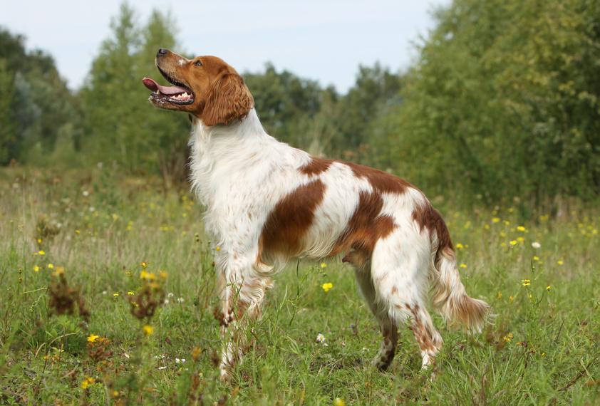 epagneul-breton-hellbraun