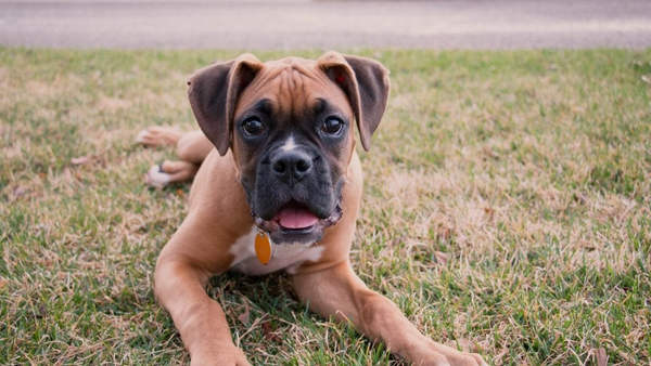 Jonge Boxer met een donkere snuit liggend in het gras