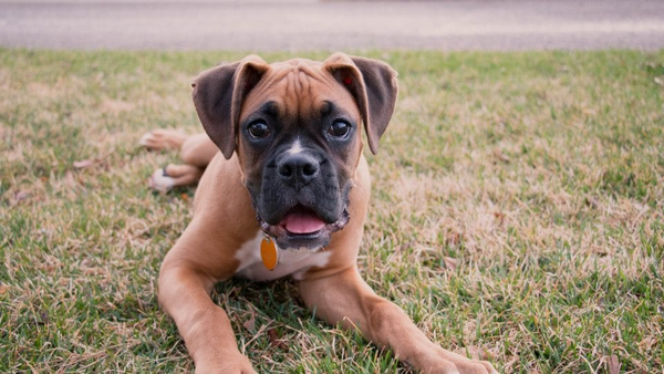 Jonge Boxer met een donkere snuit liggend in het gras