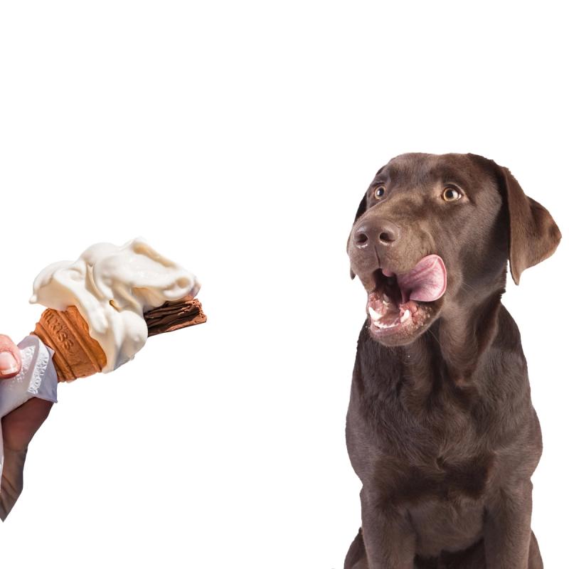 2 recepten voor hondenijsjes!