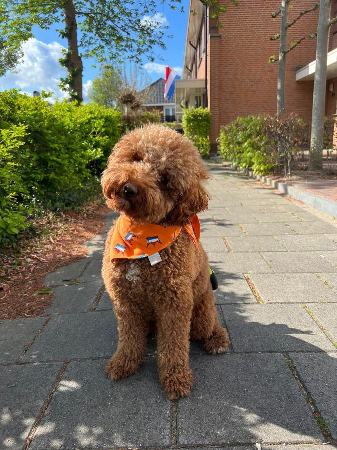5 tips voor een feestelijke Koningsdag samen met jouw huisdier!
