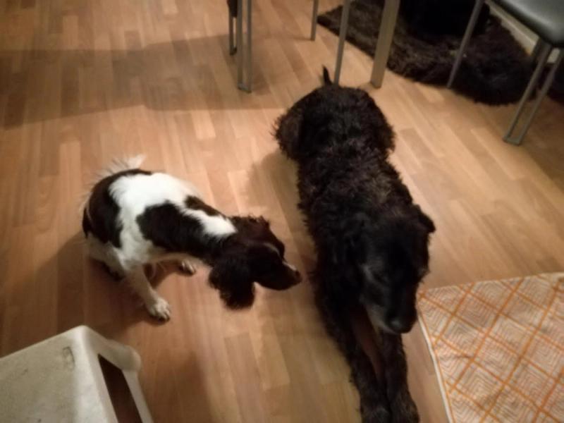 Noortje, Jack en Bikkel: een weekend vol hondenplezier