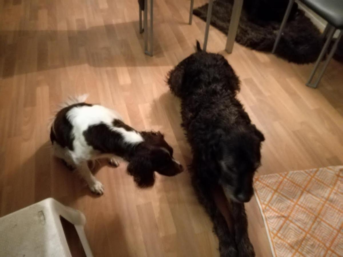 Noortje, Jack en Bikkel: een weekend vol hondenplezier