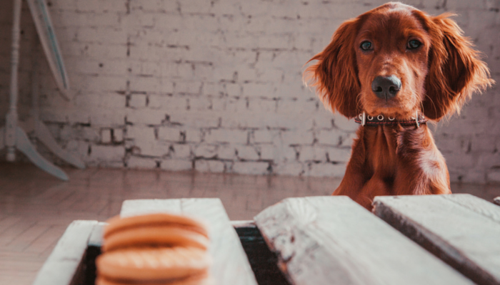 5 tips om bedelen af te leren bij jouw (oppas)hond