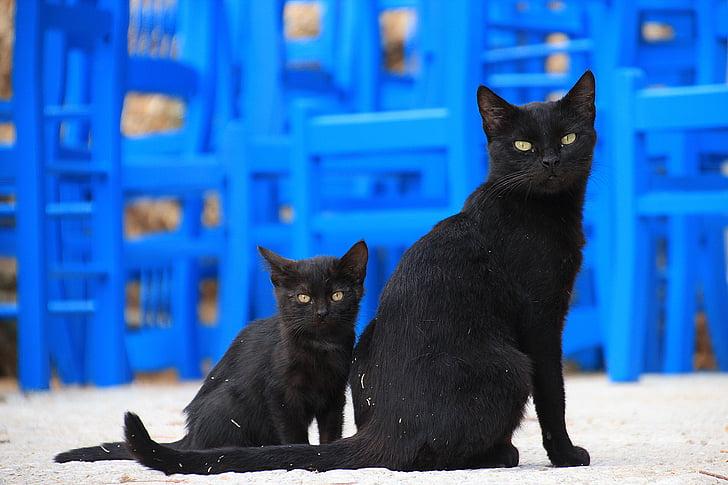 6 zwarte kattenrassen om verliefd op te worden