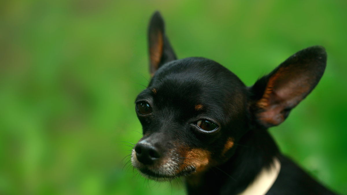 Zwergpinscher