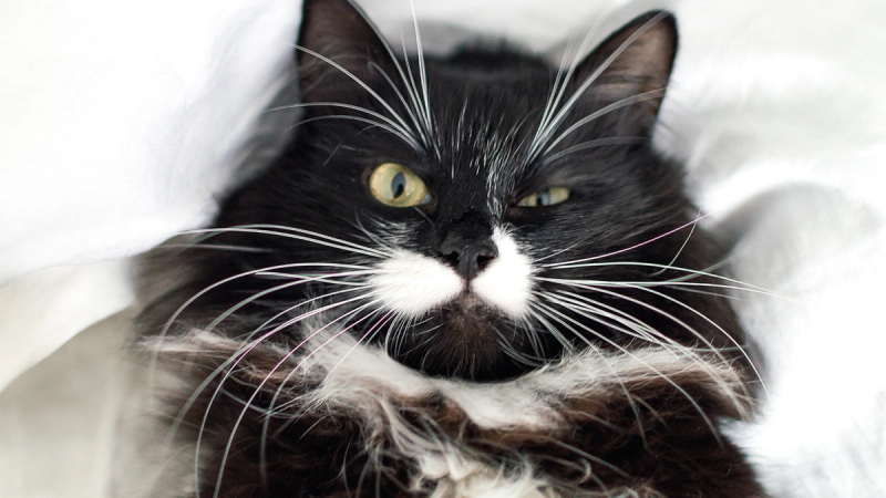 Movember: 10 lustige Fotos von Katzen und Hunden mit Schnurrbart