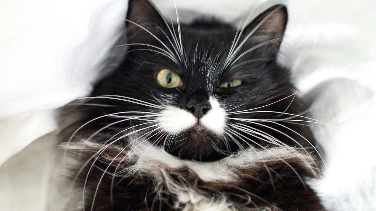 Movember: 10 lustige Fotos von Katzen und Hunden mit Schnurrbart