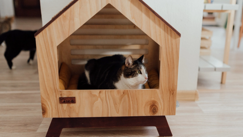 Reizen met je kat: thuisblijven, aan de lijn & oppas-opties