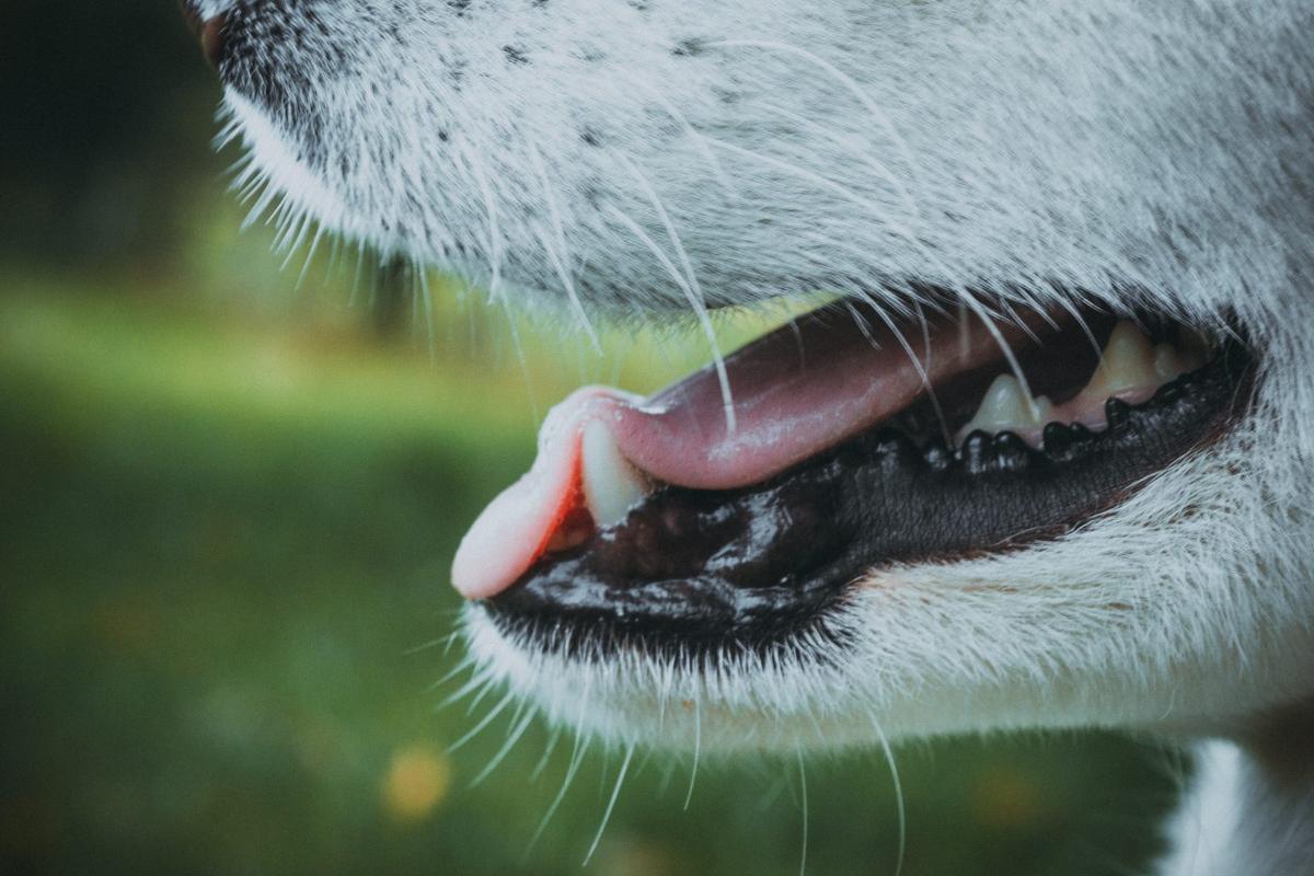 Mundhygiene und Erkrankungen bei Hunden