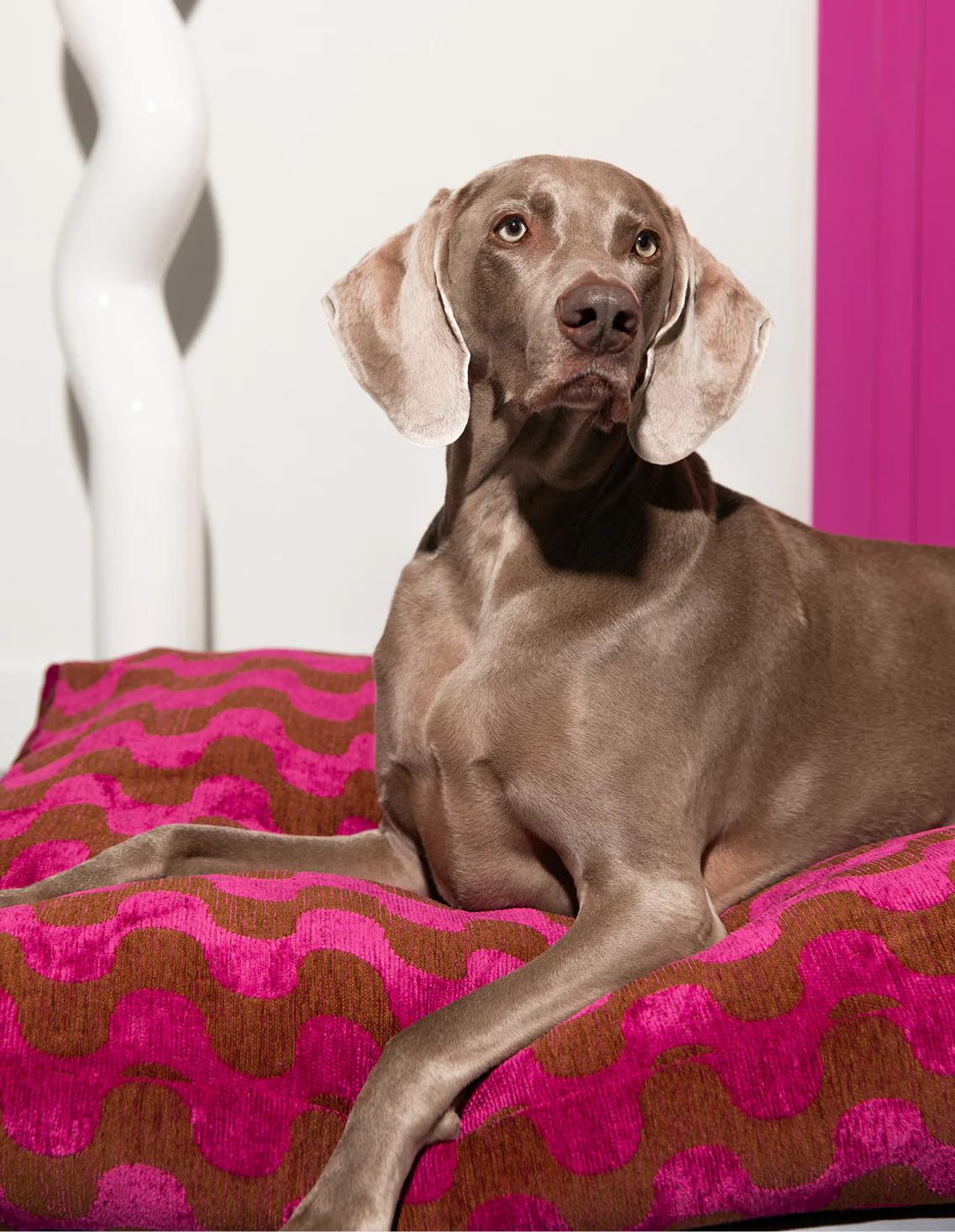 Hond met accessoire; Black Week korting bij Dogguo