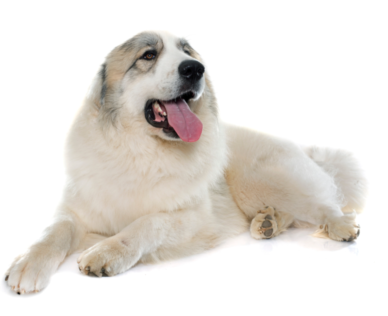 Pyreneese Berghond met witte vacht