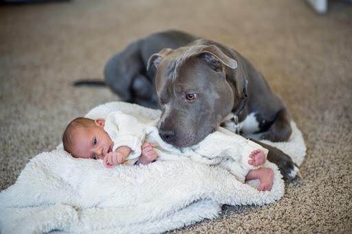Pitbull die geknuffeld wordt door het gezin