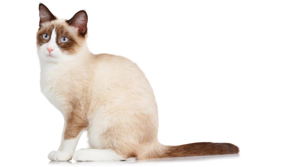 Entdecke das Geheimnis hinter Katzen mit weißen Pfoten