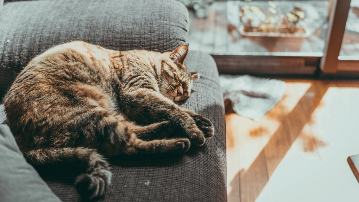 Ontspannen kat thuis op de bank