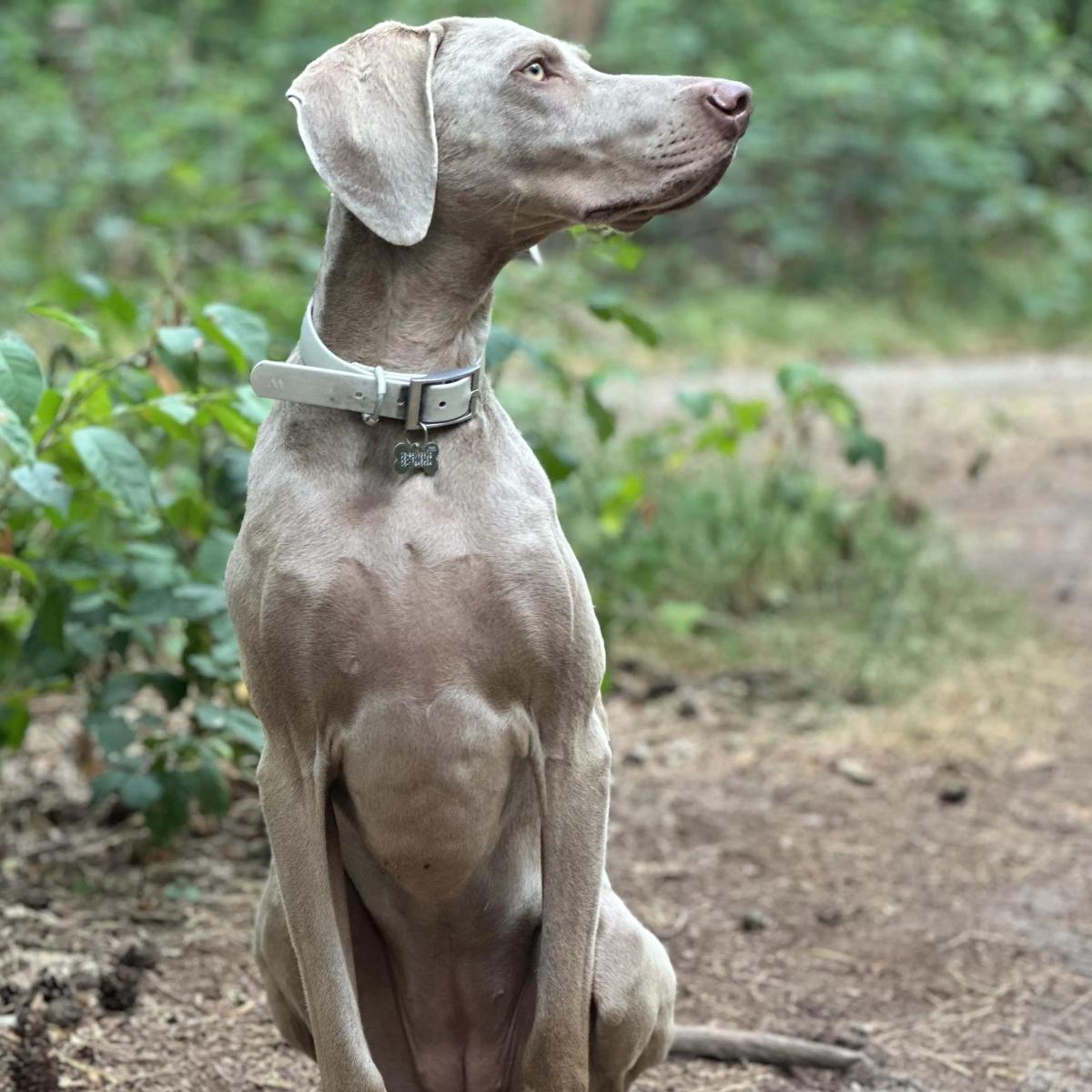 5 Hunderassen, die aus Deutschland stammen