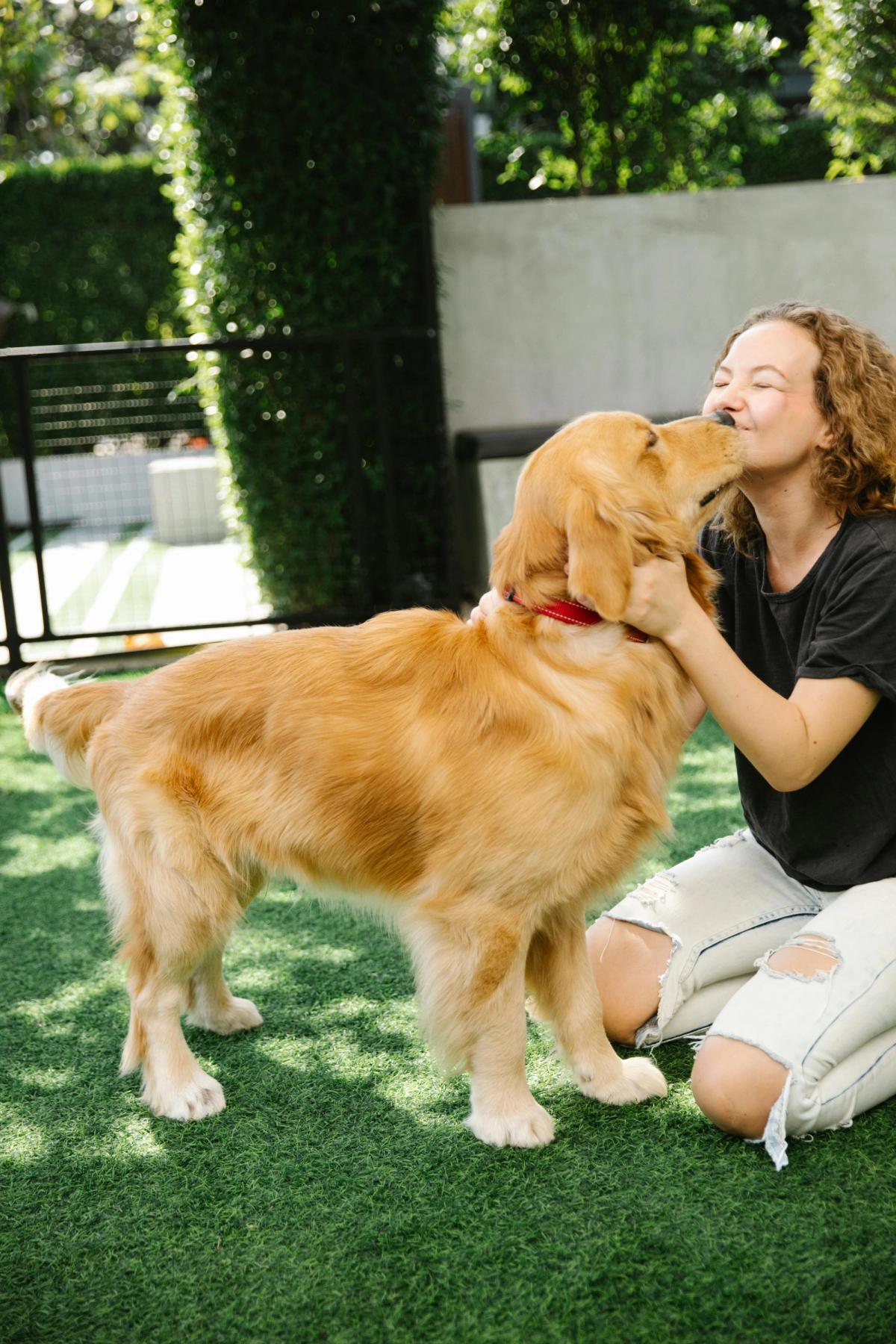Golden Retriever kuschelt mit einer Hundesitterin
