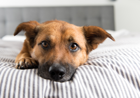 5 tips om uit te voeren als jouw hond loops is
