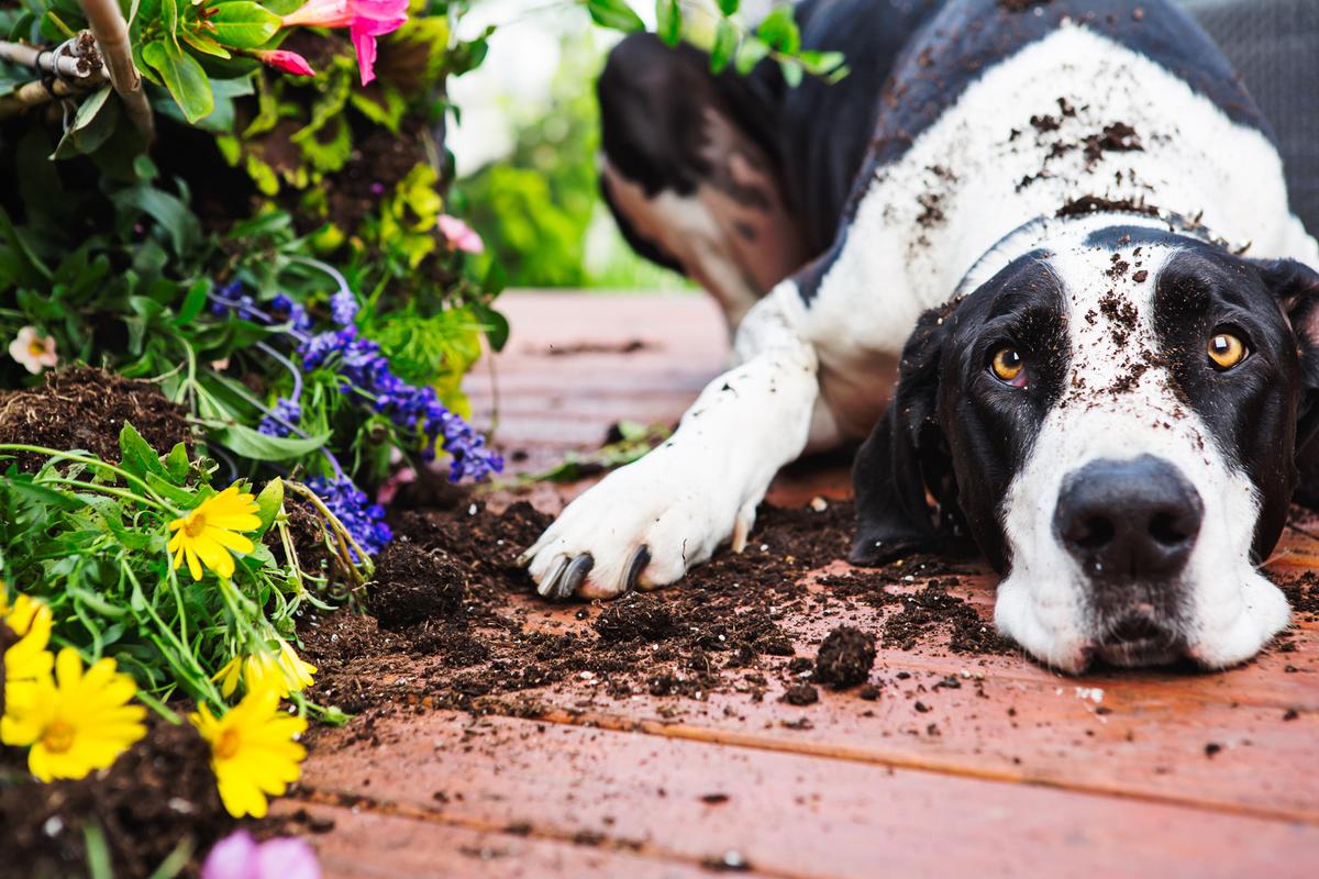 Hond zoekt snacks in tuin