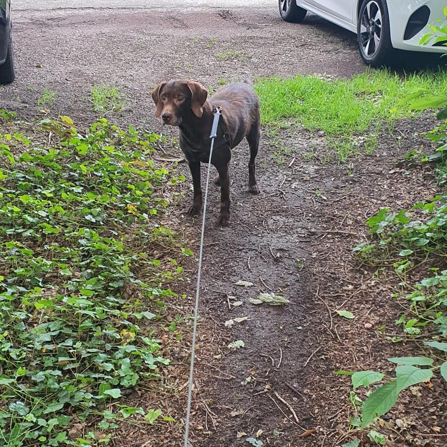 Logeerhond Storm geniet van aandacht bij oppas