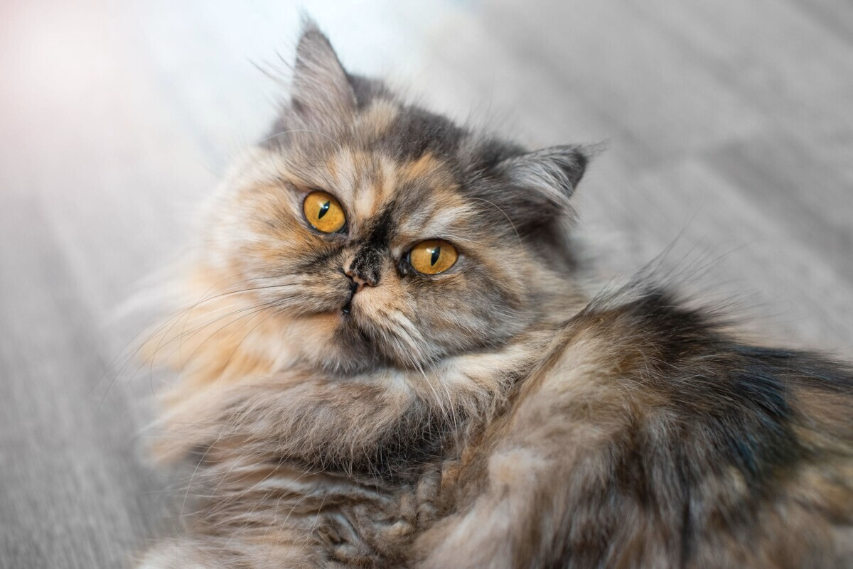 Perzische kat met volle vacht