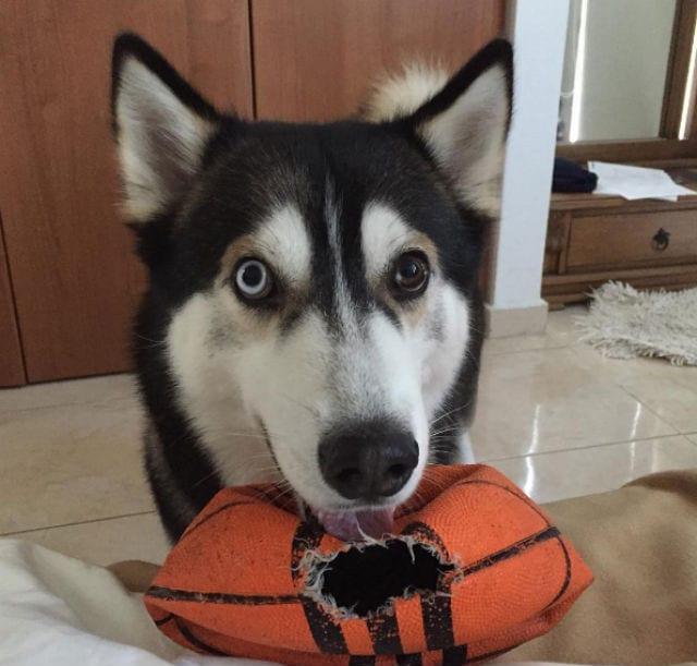Husky met kapotte basketbal
