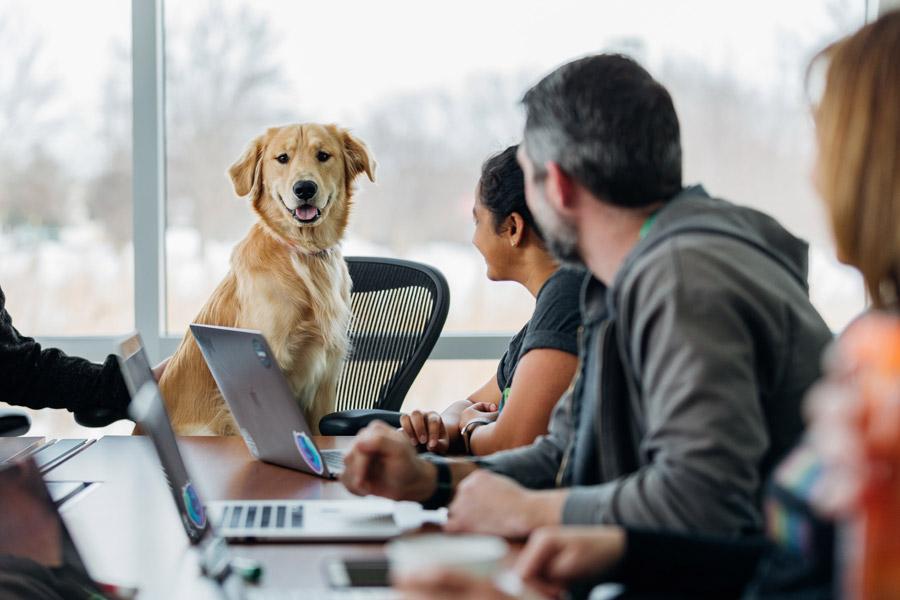 Golden Retriever zit bij collega’s in vergadering