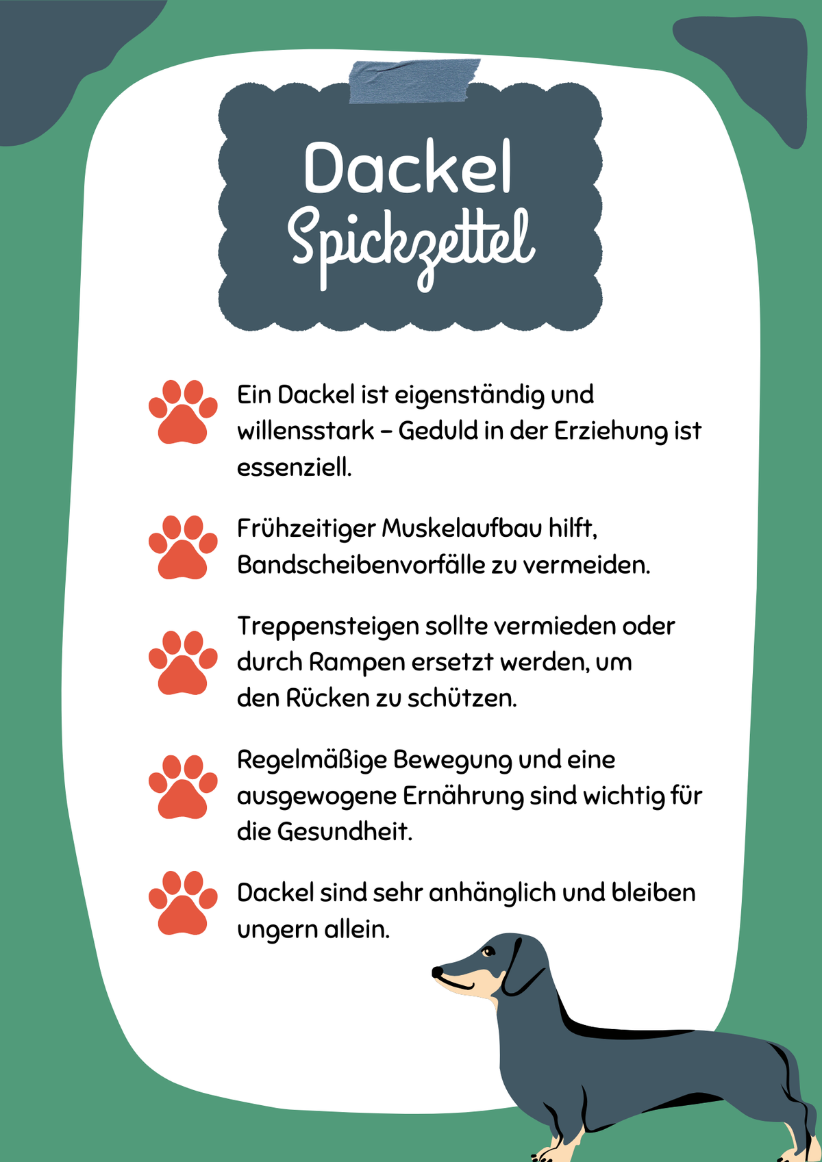 Dackel: Einzigartige Charaktere auf vier Pfoten
