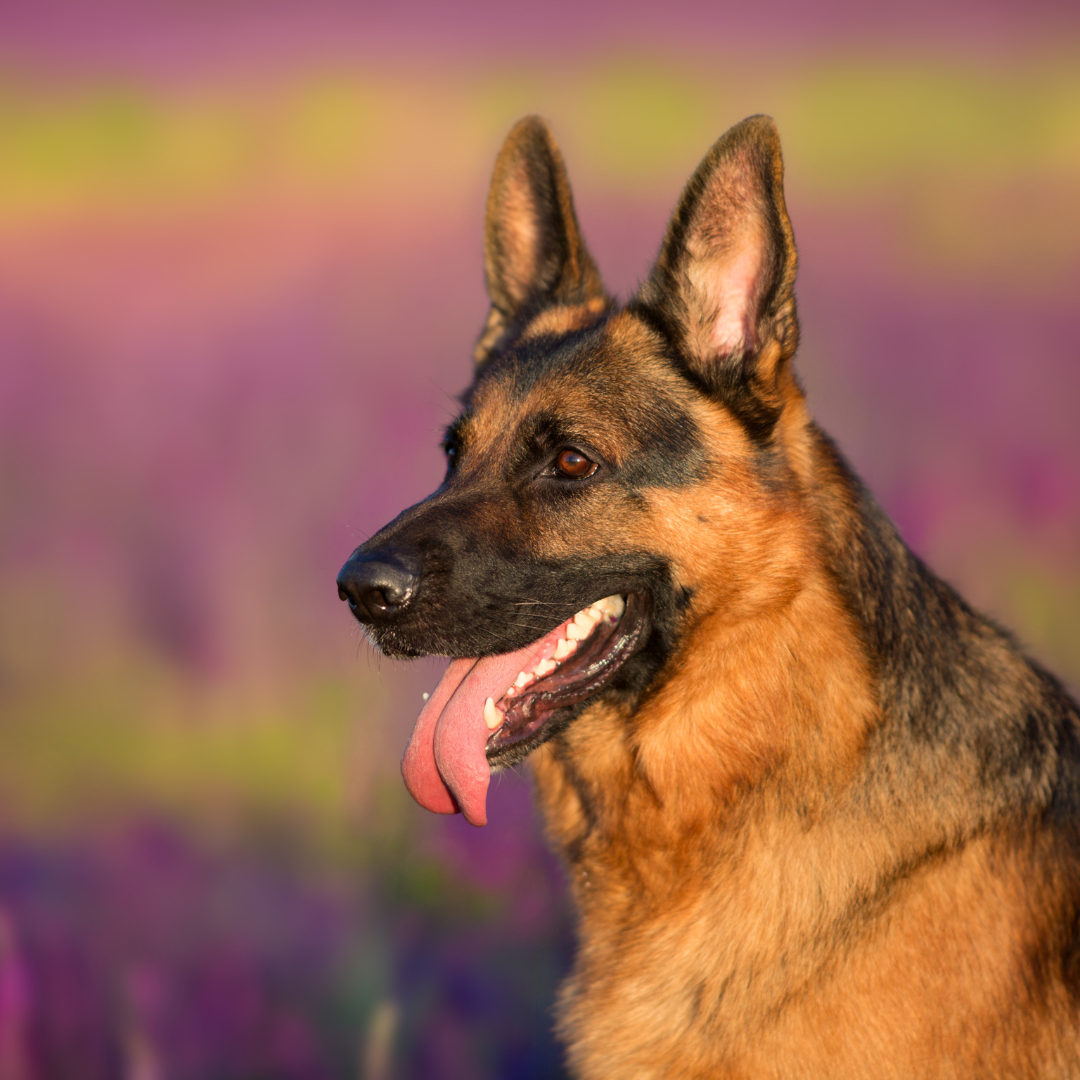 Der Deutsche Schäferhund: Authentische Einblicke