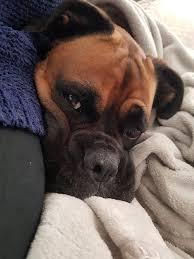 Boxer laat zich knuffelen door het gezin
