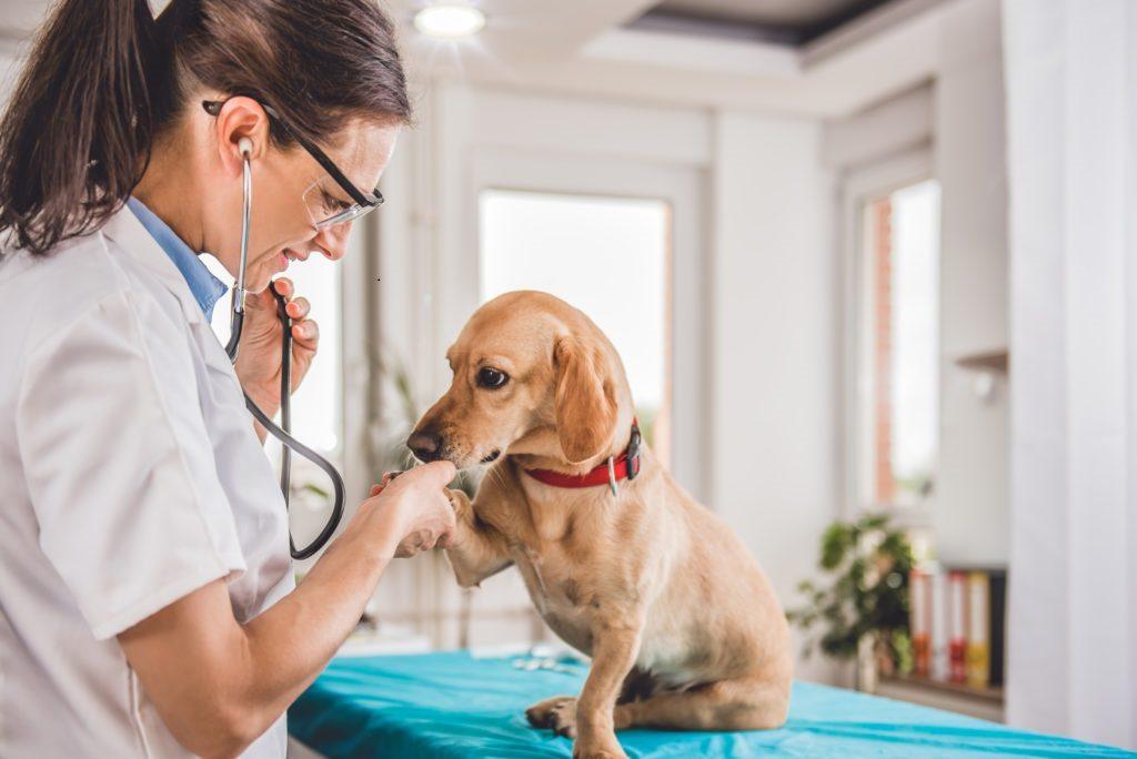 Dierenarts behandelt vergiftiging hond