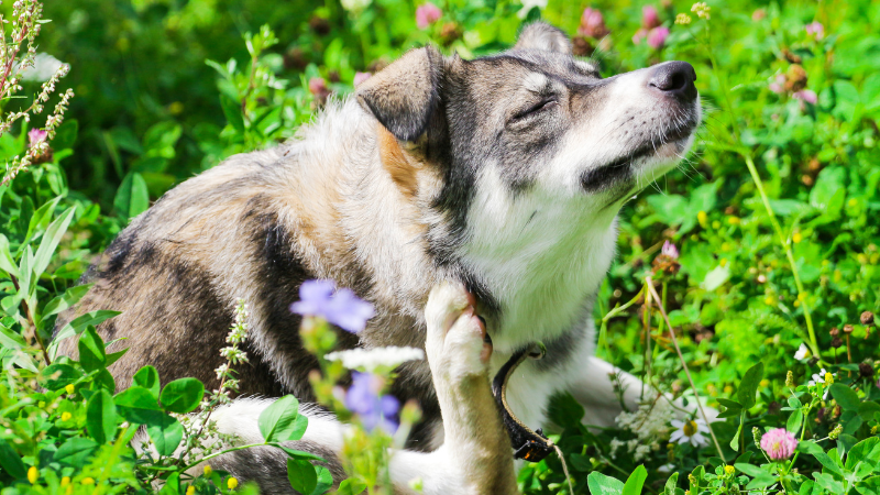 Hund kratzt sich möglicher Hinweis auf eine Pollenallergie