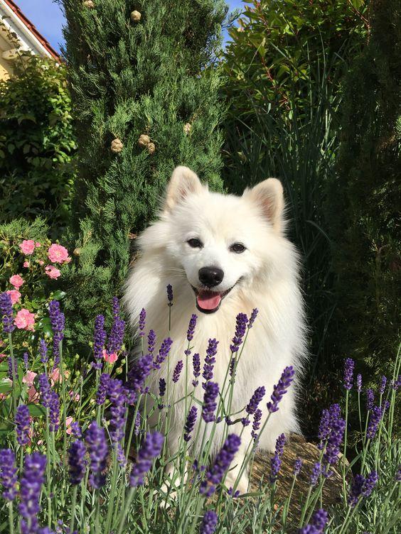 Die Vielfalt der Spitz-Familie: Von Großspitz bis Volpino Italiano