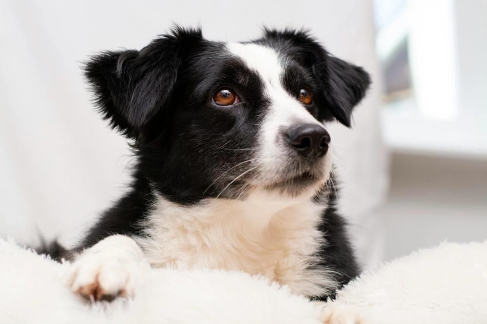 Zwart-witte border collie
