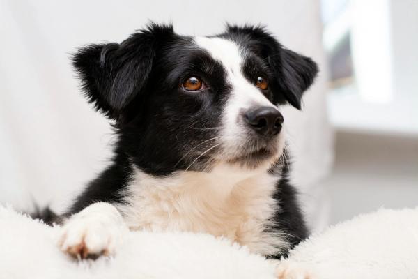 Zwart-witte border collie