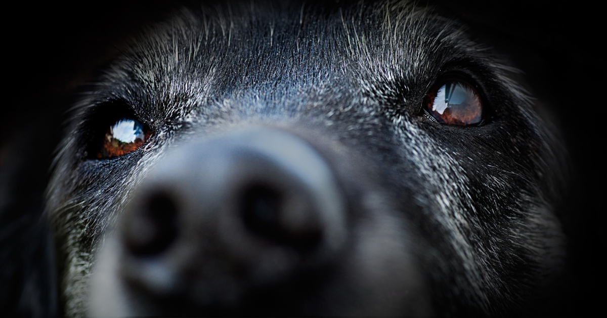 Zwarte hond in asielsetting met zachte belichting