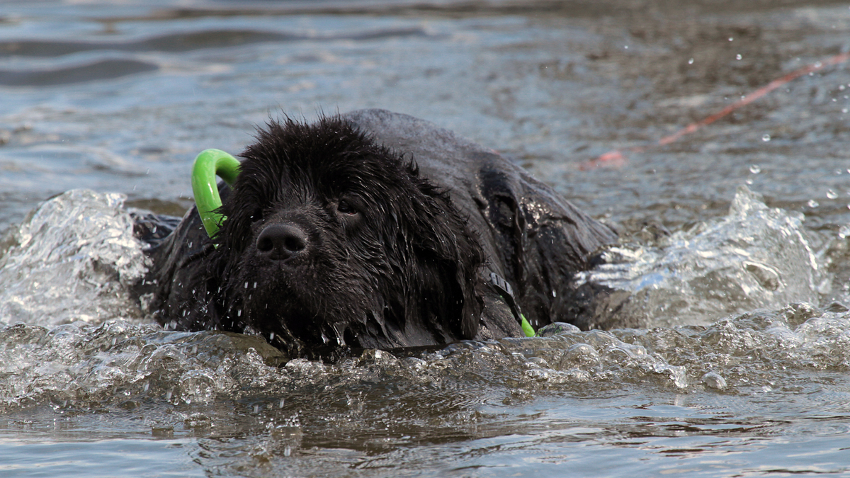 Newfoundland grote zachte gezinshond bij het water