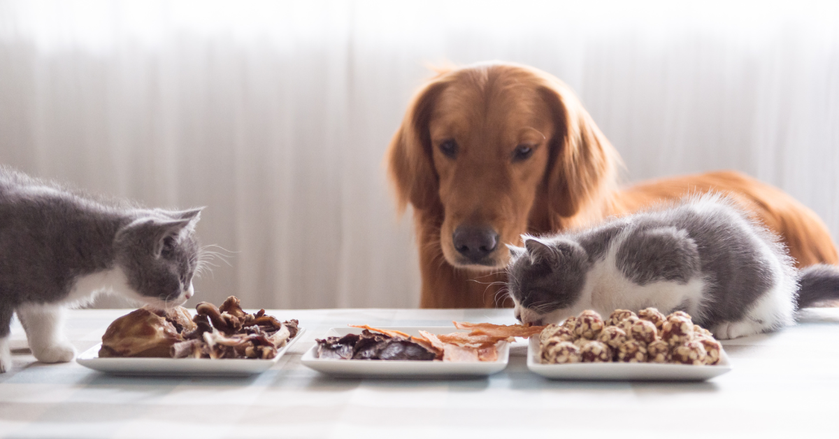 10 gezonde en veilige (kerst)snacks voor honden en katten