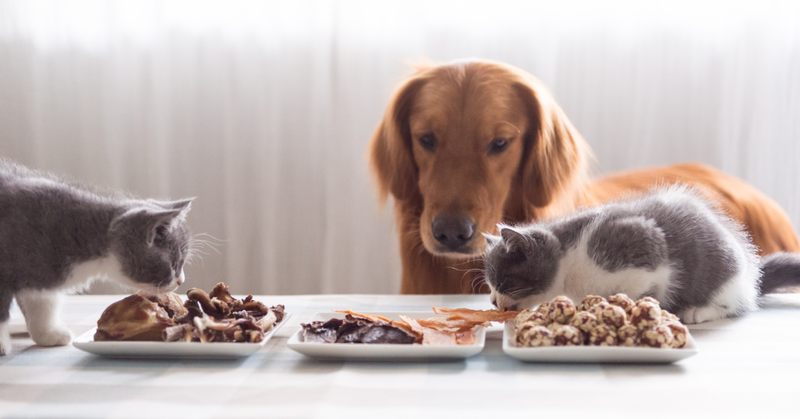 10 gezonde en veilige (kerst)snacks voor honden en katten