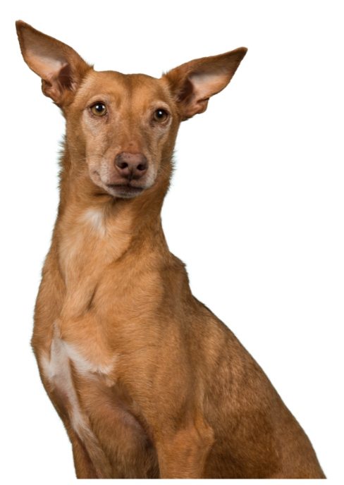 Paw-vision Song Contest 2025: de finalisten per land!
