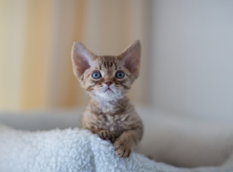 Devon Rex kat op bank