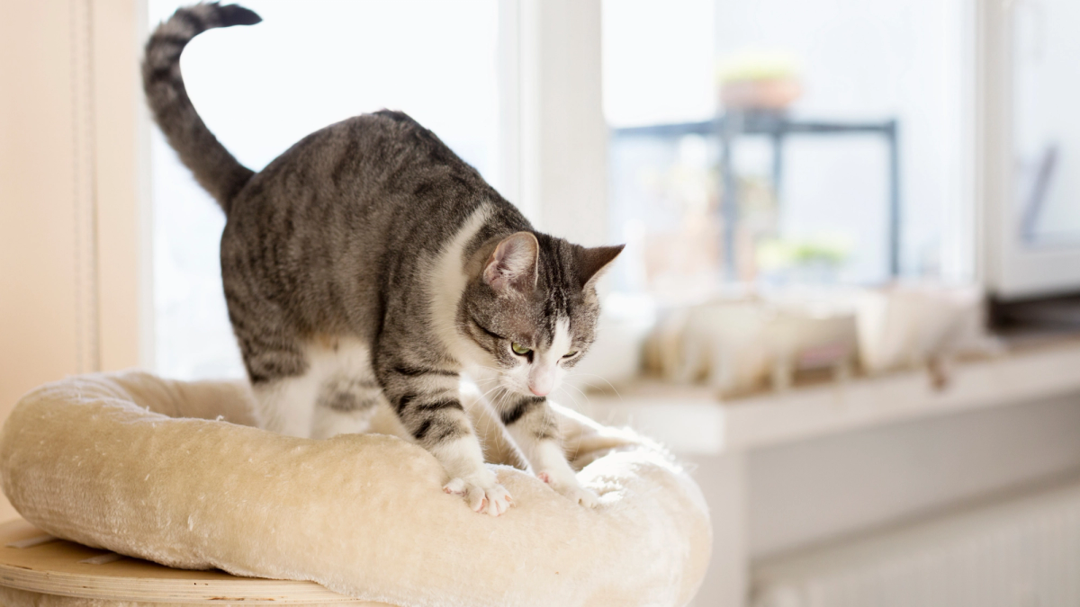 Typisch kattengedrag: kat kneedt met pootjes als teken van ontspanning