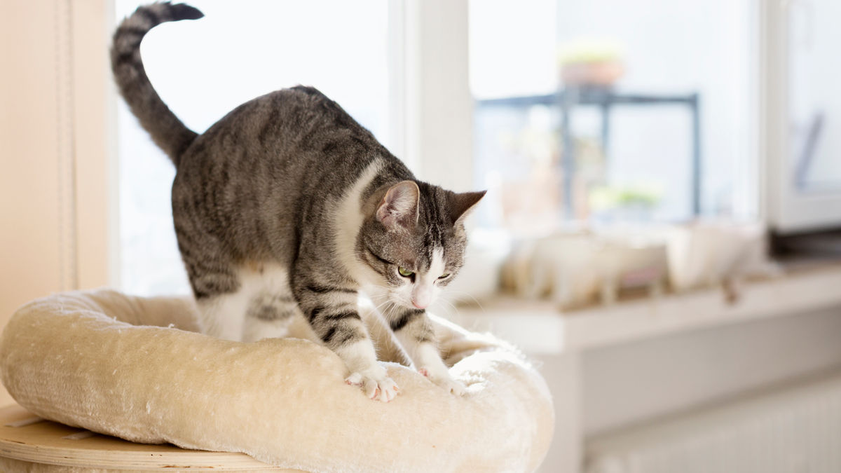 Typisch kattengedrag: kat kneedt met pootjes als teken van ontspanning