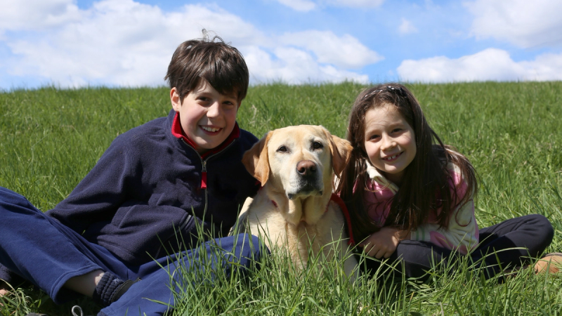 Grote honden als gezinshond – trouwe reuzen met een zacht hart