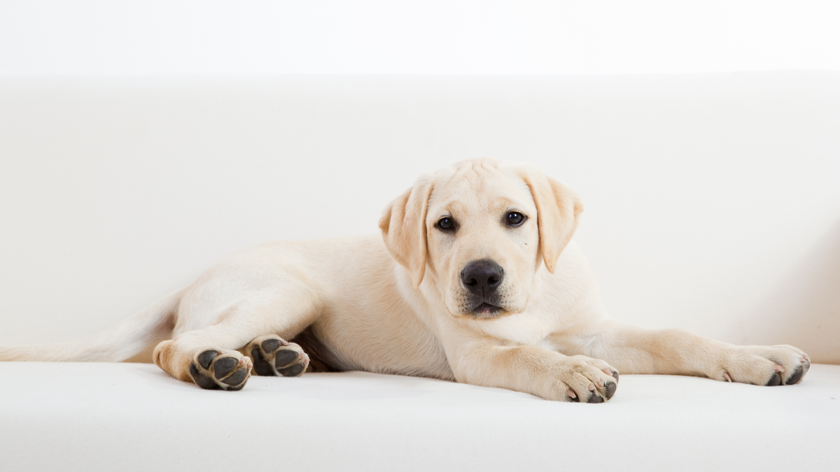 Labrador Retriever speelt buiten