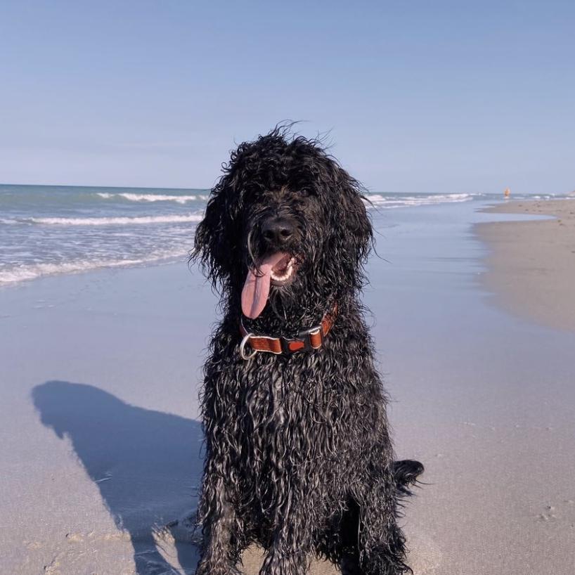 Bean de Goldendoodle op vakantie bij Petbnb oppas