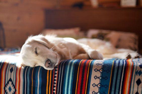 Slapende hond bij warm weer