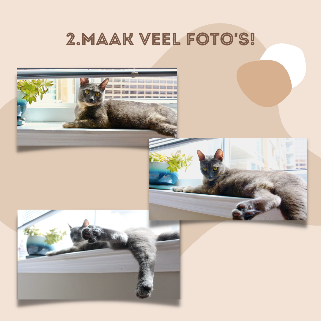 Creatieve hoek bij huisdierfotografie