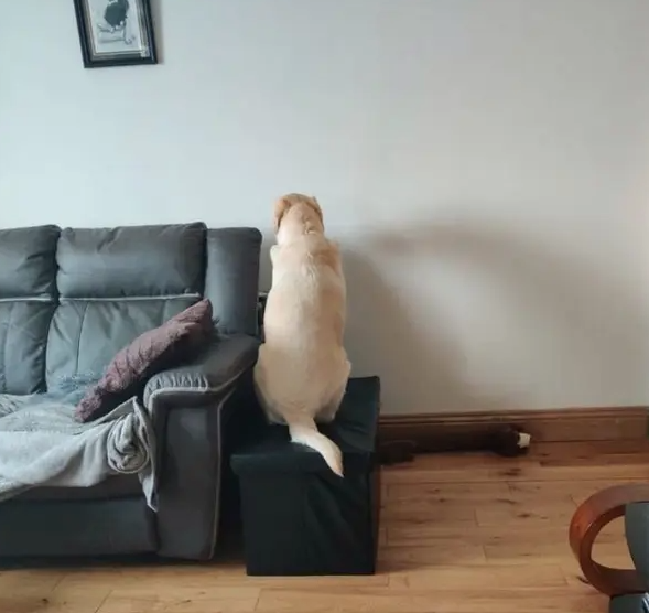 Hond draait zich demonstratief om tijdens thuiswerken
